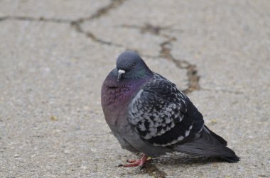 Güvercin güzel park yakınındaki yolda