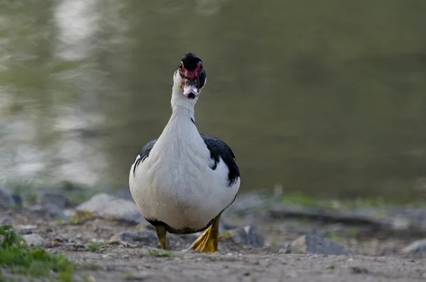 Nádherný kachna koupání a odpočinku v jezeře — Stock fotografie