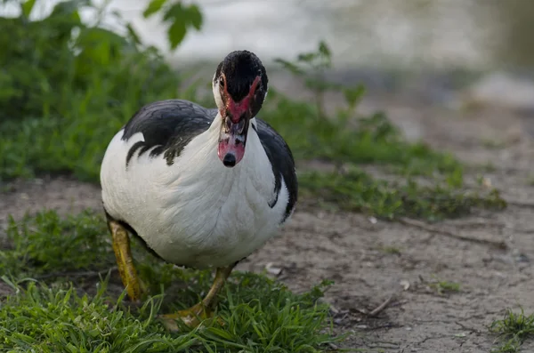 Beautiful Duck Swimming And Resting In The Lake — Stock Photo, Image