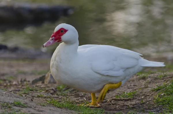 Beautiful Duck Swimming And Resting In The Lake — Stock Photo, Image