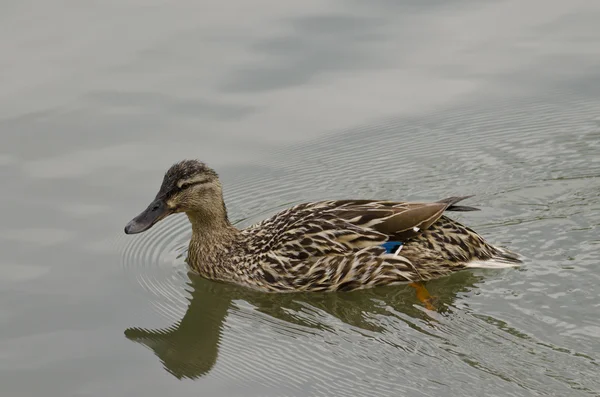 Hermoso pato nadando y descansando en el lago — Foto de Stock