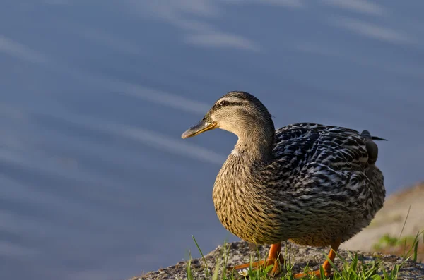 Beautiful Duck Swimming And Resting In The Lake — Stock Photo, Image