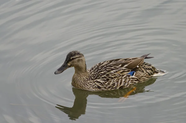 Güzel ördek yüzme ve göle dinlenme — Stok fotoğraf