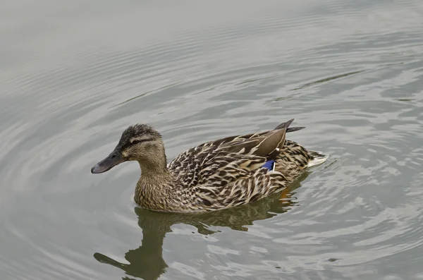 Beautiful Duck Swimming And Resting In The Lake — Stock Photo, Image