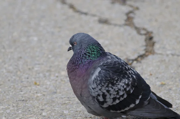 Pigeon on the road near the beautiful park — Stock Photo, Image