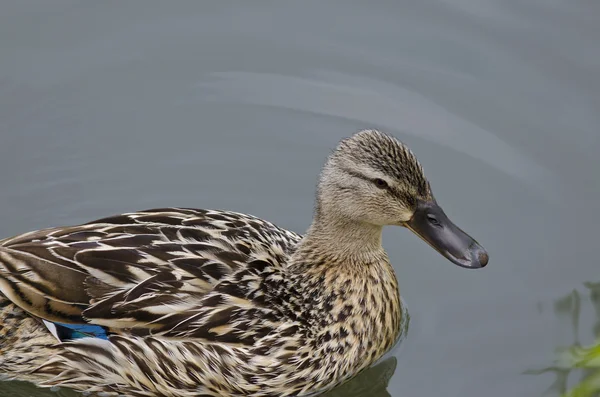 Beautiful Duck Swimming And Resting In The Lake — Stock Photo, Image