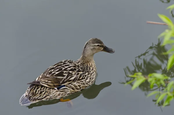 Hermoso pato nadando y descansando en el lago — Foto de Stock