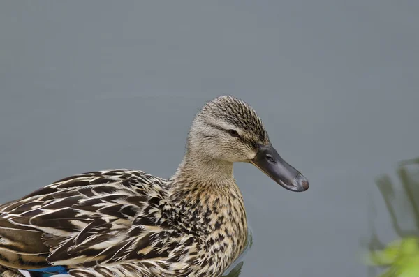 Hermoso pato nadando y descansando en el lago — Foto de Stock