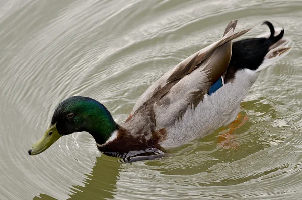 Hermoso pato nadando y descansando en el lago — Foto de Stock