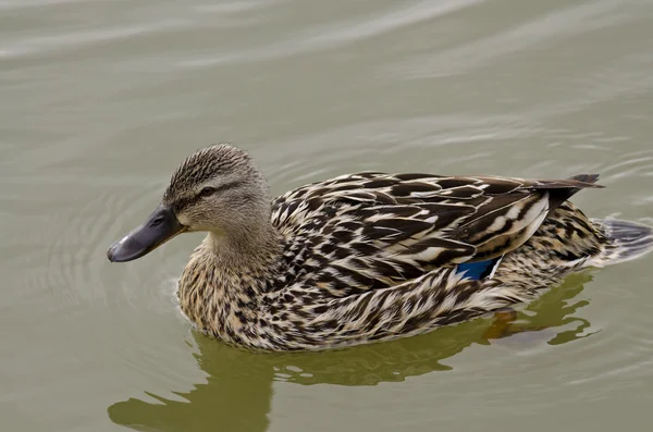 Beautiful Duck Swimming And Resting In The Lake — Stock Photo, Image