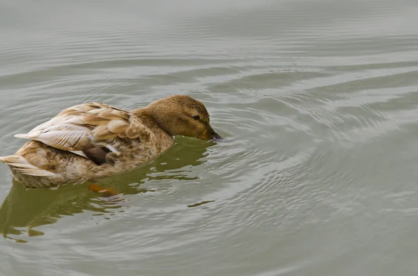 Hermoso pato nadando y descansando en el lago — Foto de Stock