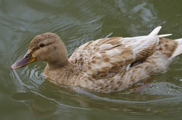 Hermoso pato nadando y descansando en el lago — Foto de Stock