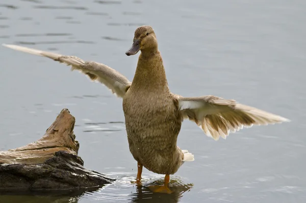 Schöne Ente schwimmt und ruht im See — Stockfoto