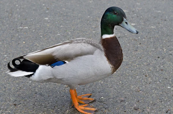 Beautiful Duck Swimming And Resting In The Lake — Stock Photo, Image