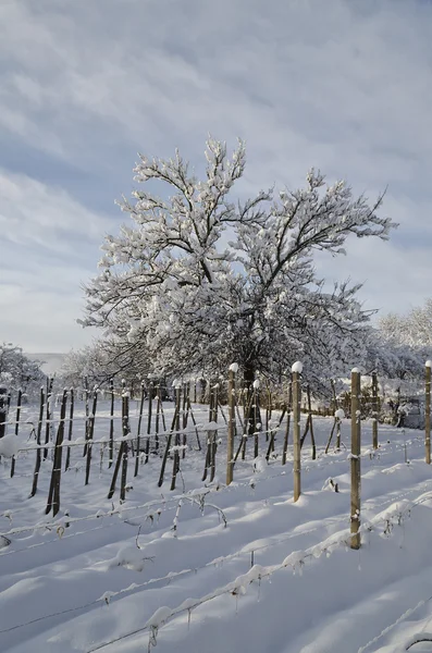 Zimní pohádka v oblasti Severního Bulharska — Stock fotografie