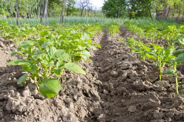 Yaz aylarında Kuzey Bulgaristan'da büyüyen biyo patates