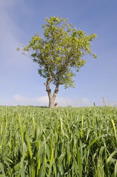 Nähe zur Biolandwirtschaft auf den Feldern — Stockfoto