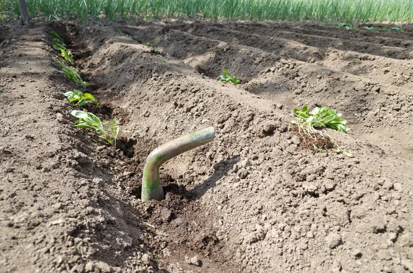 Giardino bio nel nord della Bulgaria in estate — Foto Stock