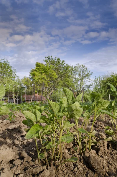 Anbau von Biokartoffeln in Nordbulgarien im Sommer — Stockfoto