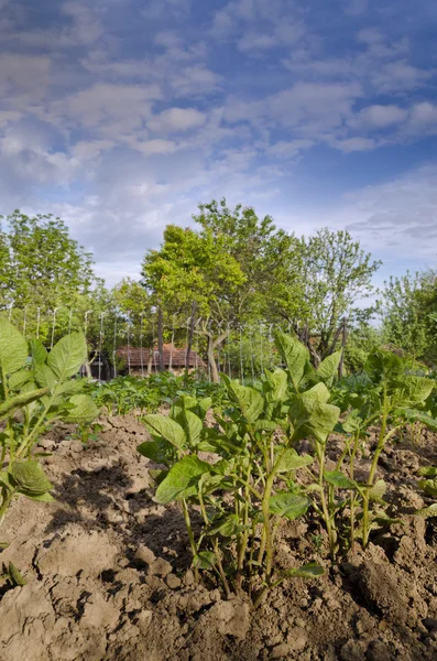 Cultivando batatas biológicas no norte da Bulgária no verão — Fotografia de Stock