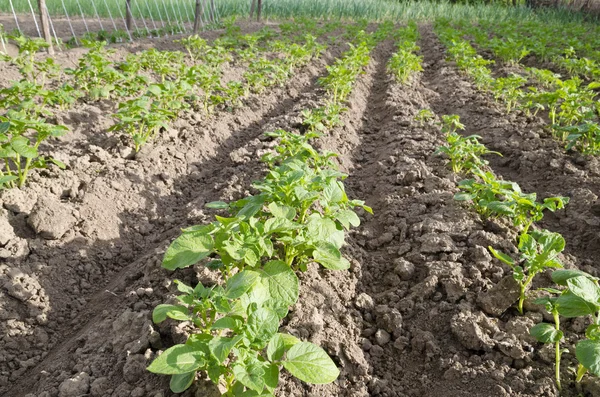 Yaz aylarında Kuzey Bulgaristan'da büyüyen biyo patates