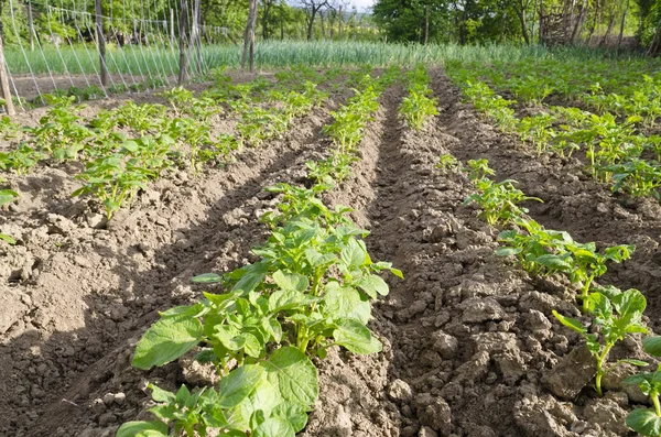 Växande bio potatis i norra Bulgarien i sommar — Stockfoto