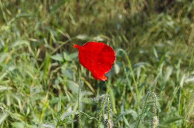 Yeşil bahar Etüdler Kuzey Bulgaristan'da