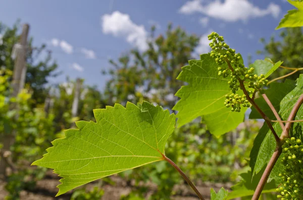 Cultivo de uvas biológicas en el norte de Bulgaria en el verano — Foto de Stock