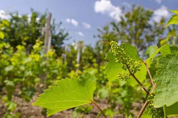 Cultivo de uvas biológicas en el norte de Bulgaria en el verano — Foto de Stock