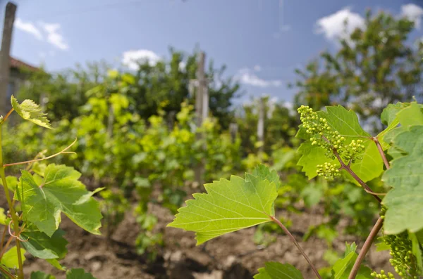Pěstování bio hroznů v severním Bulharsku v létě — Stock fotografie