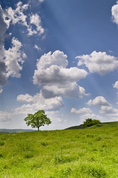 Drammatico cielo blu, prato e un albero vicino al villaggio Katselovo — Foto Stock