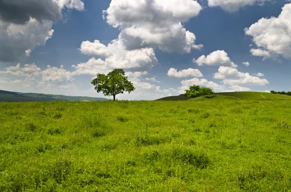 Dramatischer blauer Himmel, Wiese und Baum in der Nähe des Dorfes Katselovo — Stockfoto