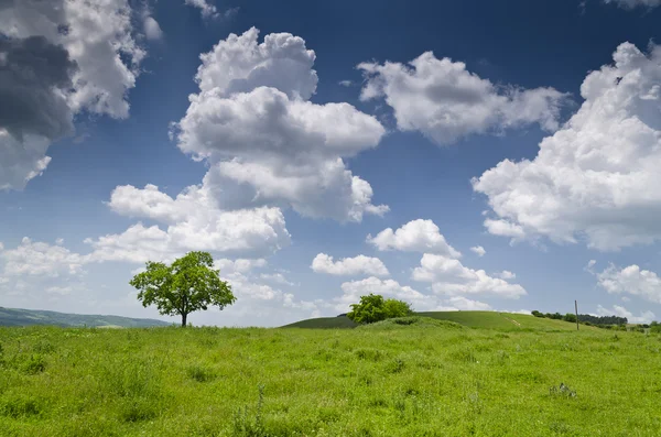 Dramatischer blauer Himmel, Wiese und Baum in der Nähe des Dorfes Katselovo — Stockfoto