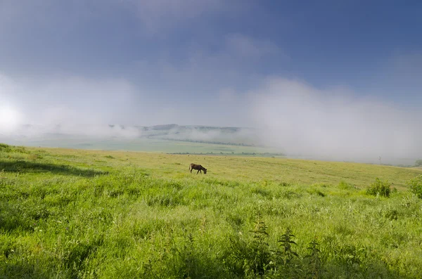 Pohled na osla pasoucí se v polích — Stock fotografie