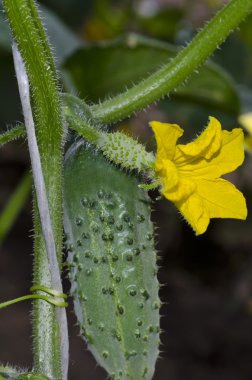 Yaz aylarında Kuzey Bulgaristan'da büyüyen biyo sebze
