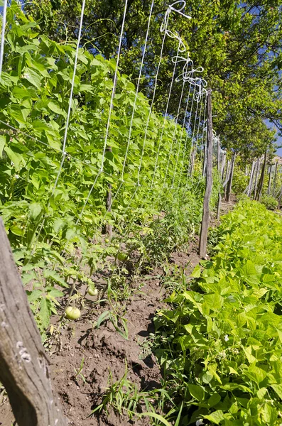 Gambi giovani di un fagiolo di spago nel giardino — Foto Stock