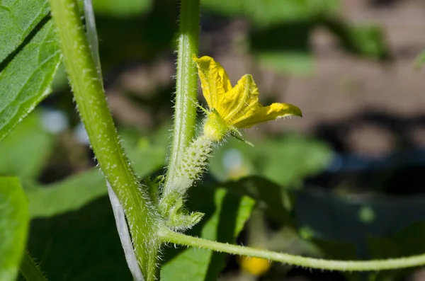 Anbau von Biogemüse im nördlichen Bulgarien im Sommer — Stockfoto