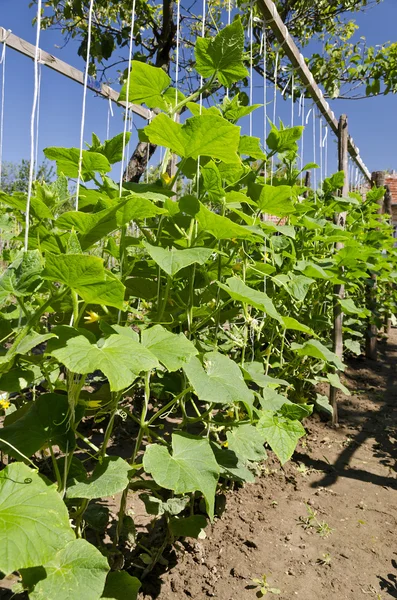 Cultivo de bio verduras en el norte de Bulgaria en el verano — Foto de Stock