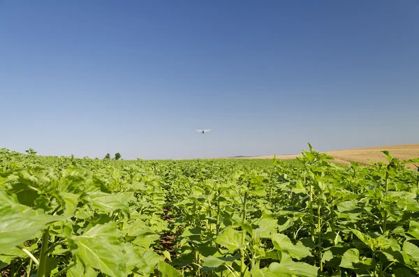 An agricultural crop duster flying low over a sunflower field, spraying chemicals — Stock Photo, Image