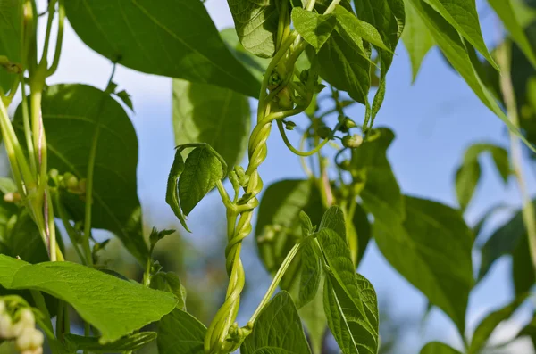 Jonge stengels van een string bean in de tuin — Stockfoto