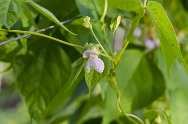 Jonge stengels van een string bean in de tuin — Stockfoto