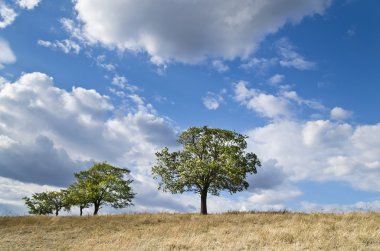 Dramatik mavi gökyüzü, çayır ve Katselovo köyü yakınlarında bir ağaç