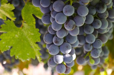 Büyüyen biyo meyve Doğu Bulgaristan