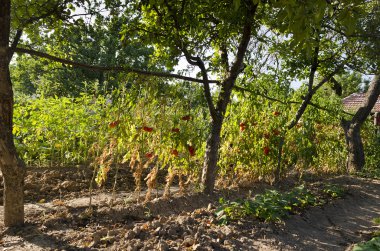 Yaz aylarında Kuzey Bulgaristan'da büyüyen biyo sebze