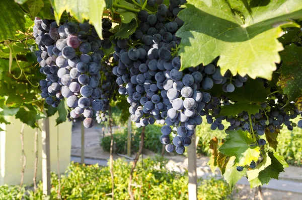 Cultivo de bio frutas en el este de Bulgaria — Foto de Stock