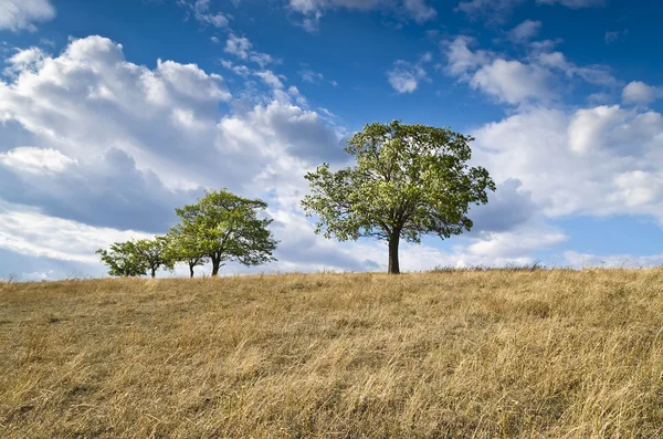 Dramatischer blauer Himmel, Wiese und Baum in der Nähe des Dorfes Katselovo — Stockfoto