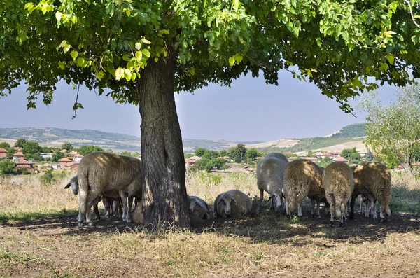 Ovejas búlgaras refugiándose a la sombra bajo las ramas de un árbol —  Fotos de Stock