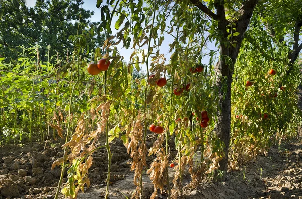 Coltivazione di ortaggi biologici nel nord della Bulgaria in estate — Foto Stock