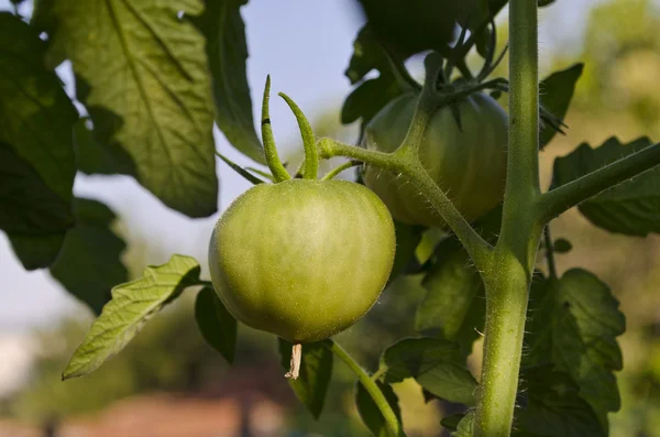 Pěstování bio zeleniny v severním Bulharsku v létě — Stock fotografie