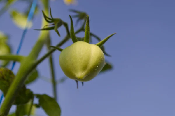 Odla grönsaker på bio i norra Bulgarien i sommar — Stockfoto